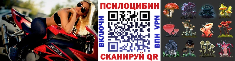 Псилоцибиновые грибы мицелий  Чегем 